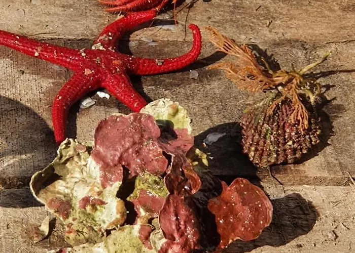 Rodothea And Adams On The Beach, Santorini Apartmán *